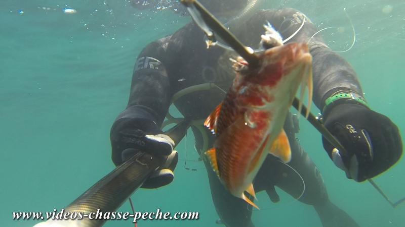 Chasse sous-marine en méditerranée